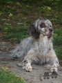 Setter Anglais VIKA DES FORÊTS CORRÉZIENNES Setter Anglais VIKA DES FORÊTS CORRÉZIENNES